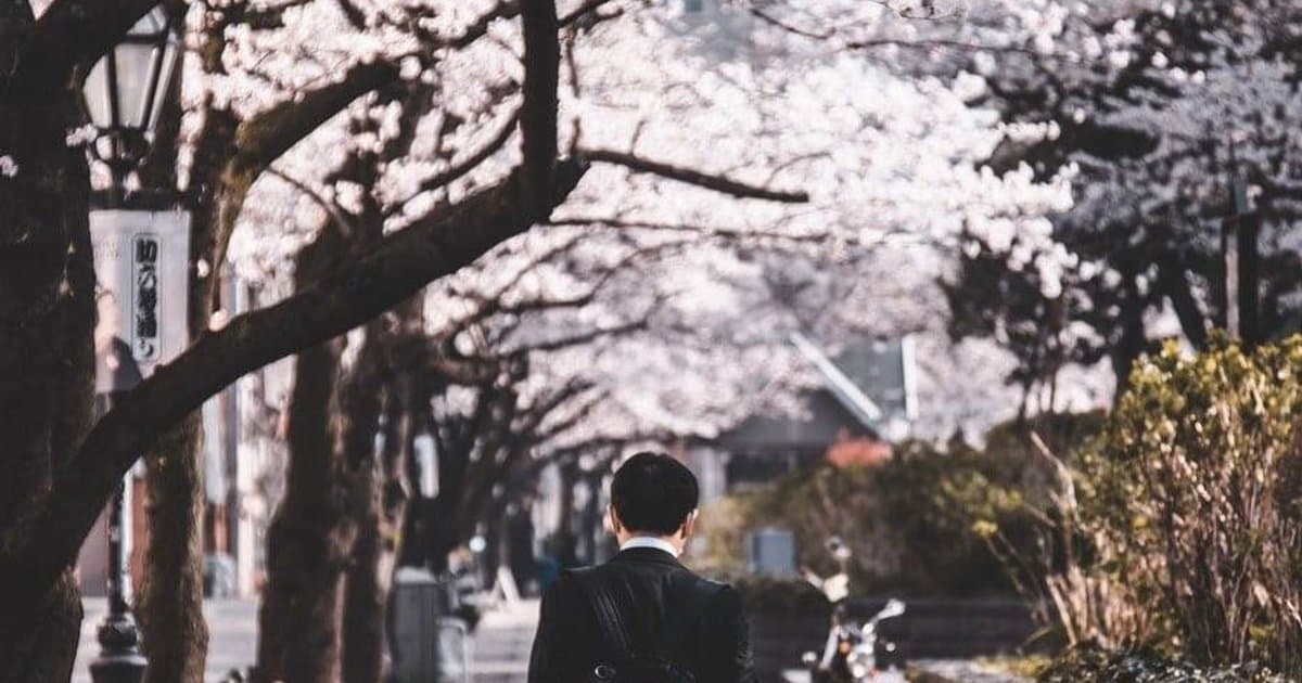 A man in a suit walking under cherry blossoms in Japan